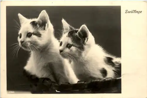 Katze - Cat - Zwillinge -472324