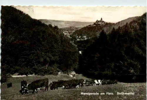 Wernigerode, Bollhasental -396100