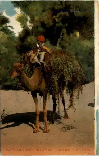 Egypt - Arab Boy an Camel -494716