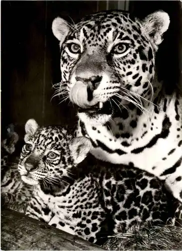 München - Tierpark Hellabrunn - Jaguar -495708