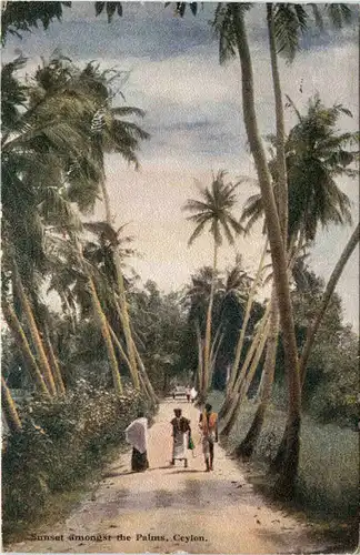 Ceylon - Sunset amongst the Palms -494590