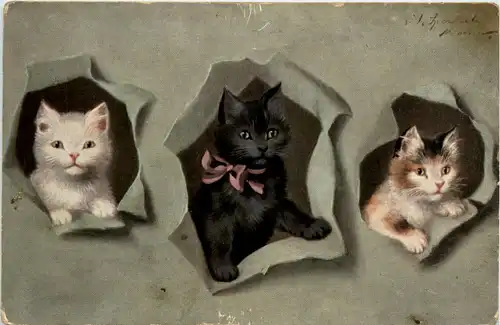 Katzen - Cats -496534