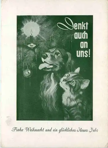 Weihnachten - Hund und Katze -495710