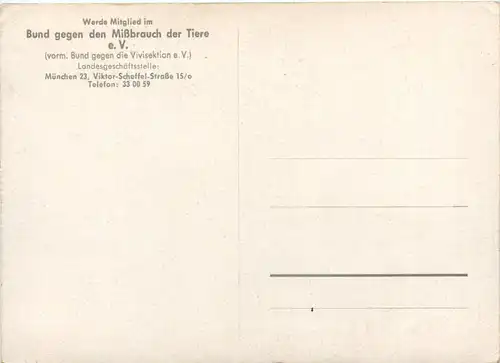 Weihnachten - Hund und Katze -495710