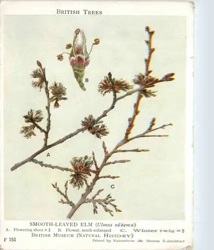 Smooth-Leaved Elm - Tree -468926