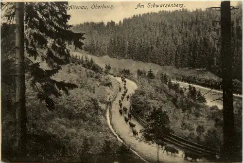 Altenau, Oberharz, Am Schwarzenberg -384866