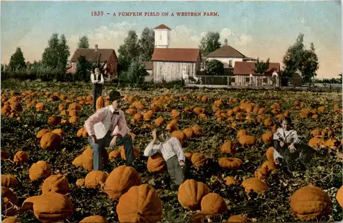 A Pumpkin Field on a Western Farm -470266
