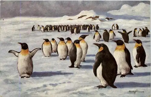 Künstlerkarte Ad. Hoffmann - Pinguine -602284