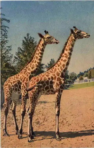 Giraffe -602070