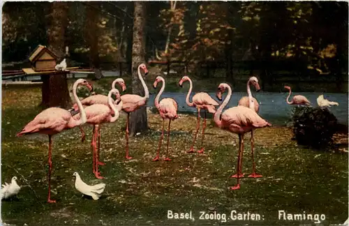Basel - Zoologischer Garten - Flamingo -603314