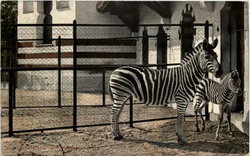 Basel - Zoologischer Garten - Zebra -603268