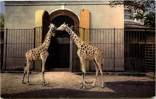 Basel - Zoologischer Garten - Giraffe -603266