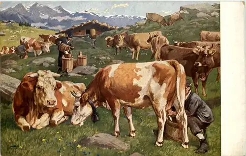 Kühe - Cow -602282