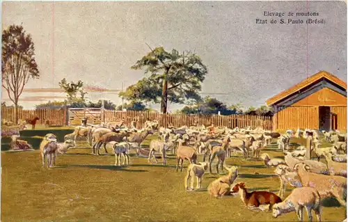 Brasil - Elevage de moutons -604278