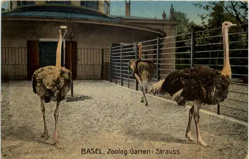 Basel - Zoologischer Garten - Strauss -603262