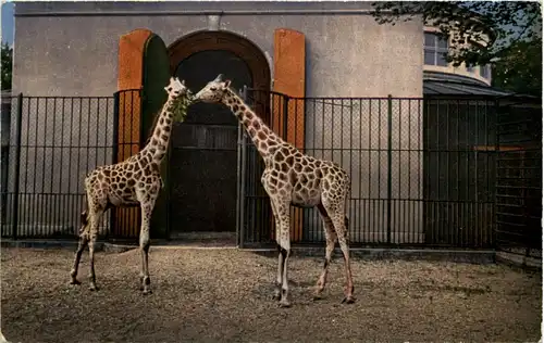 Basel - Zoologischer Garten - Giraffen -603322