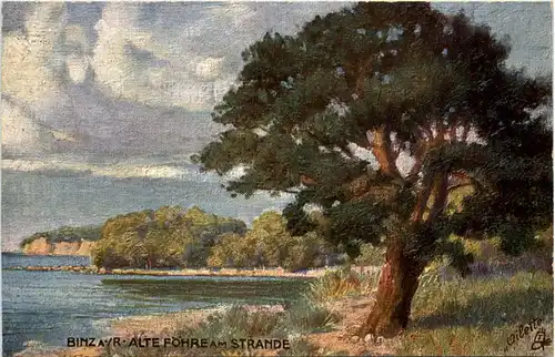 Binz a. Rügen, Alte Föhre am Strande -505160
