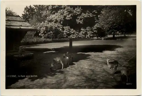 Payerne, le Parc aux biches -506780