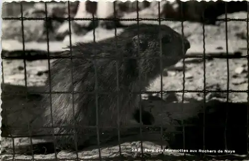 Parc des Marmottes aux Rochers de Naye -506706