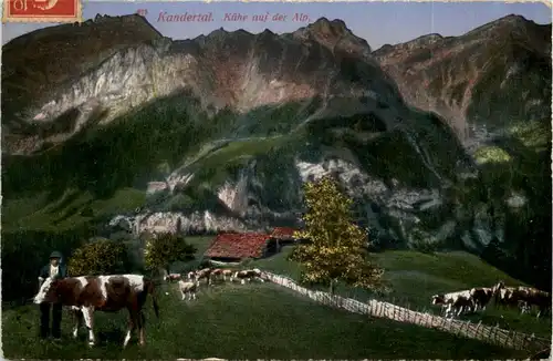 Kandertal - Kühe auf der Alp -605504