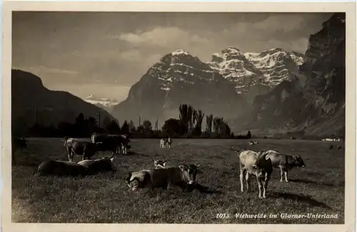 Viehweide im Glarner Unterland - Feldpost -494424