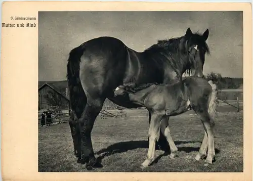 Pferde - Mutter und Kind -624604