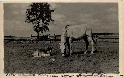 Pferde Horse -624592