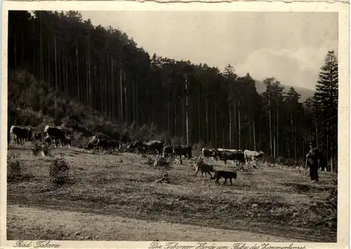 Tabarz, die Tabarzer Herde am Fusse des Zimmerbergs -517388