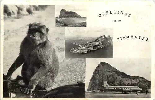 Greetings from Gibraltar - Affe Monkey -627276