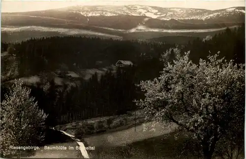 Riesengebirge - Baumblüte im Bächeltal -628580