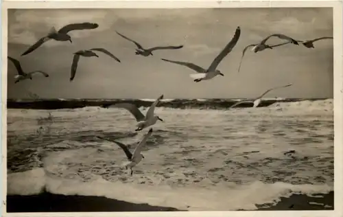 Ostseebad Sorenbohm - Möwen am Strand -627572