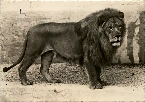 Zürich - Zoologischer Garten - Löwe -629414