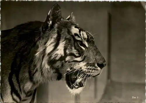 Zürich - Zoologischer Garten - Tiger -629412