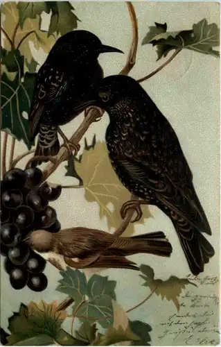 Vögel gelaufen in Waidmannsheil -627952