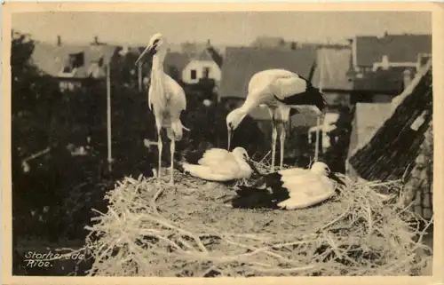 Storkerede Ribe -629610