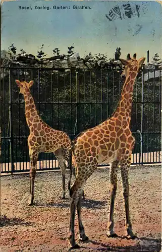 Basel - Zoologischer Garten - Giraffen -603316