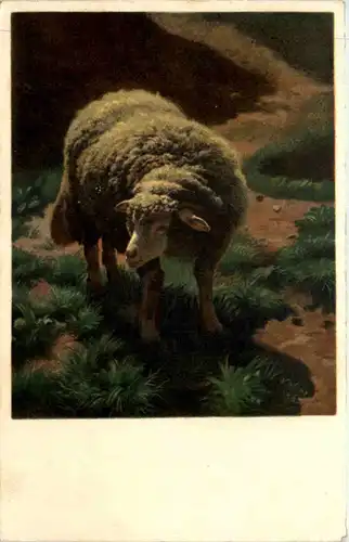 Künstlerkarte Rudolf Koller - Pro Juventute - Schaf -604786