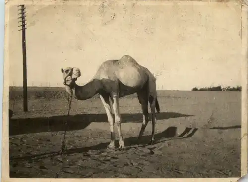 Horses of Egypt - Camel -630366