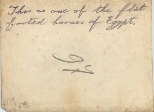 Horses of Egypt - Camel -630366