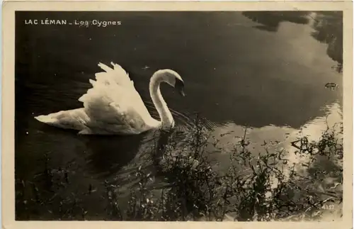 Lac Leman, Les Cygnes -507452
