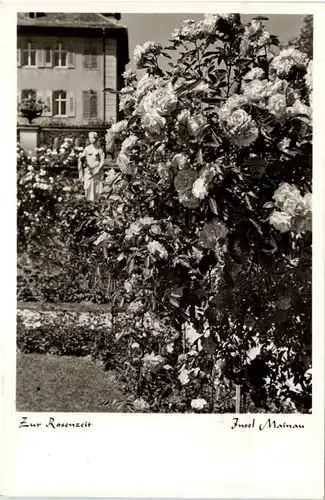 Insel Mainau, Zur Rosenzeit -521606