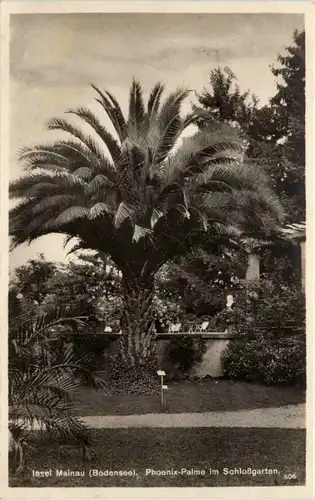 Insel Mainau - Phoenix Palme -636994