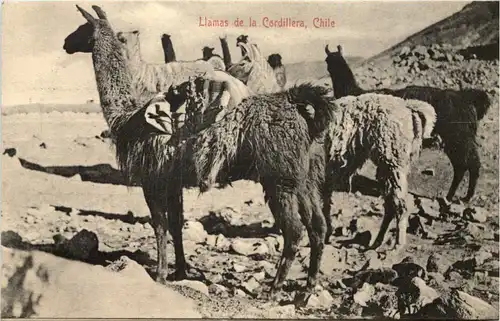 Chile - Llamas de la Cordillera -636642