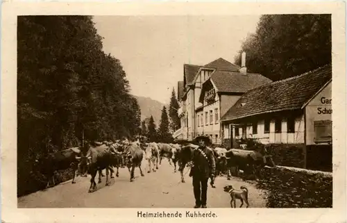 Friedrichroda, Heimziehende Kuhherde -526212