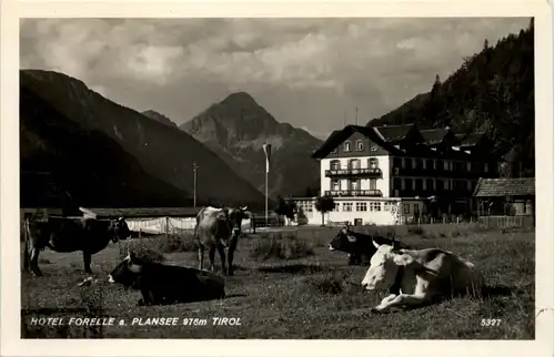 Plansee - Hotel Forelle - Tirol -638484