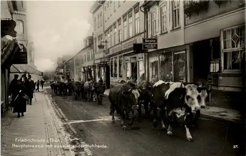 Friedrichroda, Hauptstrasse mit ausziehender Kuhherde -531156