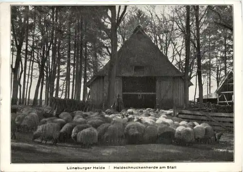 Lüneburger Heide, Heidschnuckenherde am Stall -530782