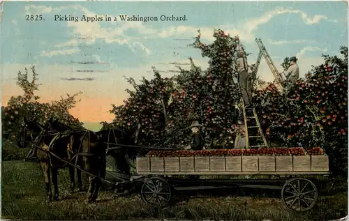 Picking Apples in a Washington Orchard -639944