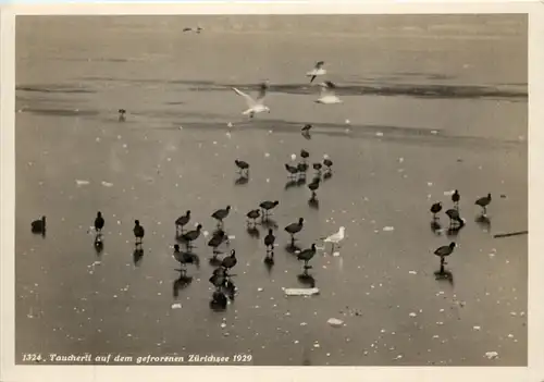 Zürich - Taucherli auf dem gefrorenem Zürichsee 1929 -639050