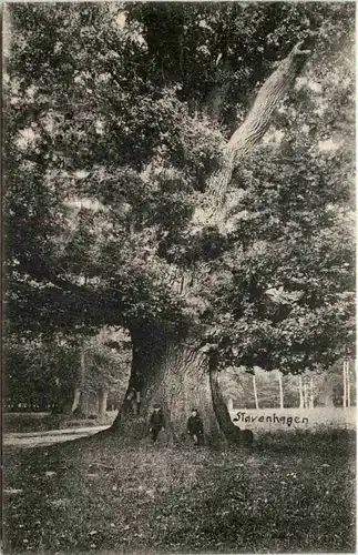 Stavenhagen, Riesen-Eichen im Jvenacker Tiergarten -504454